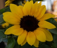 Yellow-Sunflower