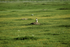 8500929-Prairie-Sentinel-Grasslands-National-Park