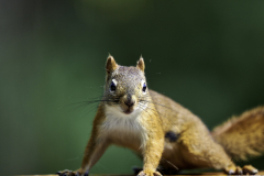 8501233-Squirrel