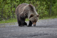 8508423-A-grizzly-gets-closer-to-check-me-out
