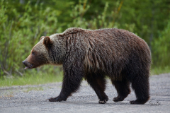 8508430-Grizzly-bear-magnificence