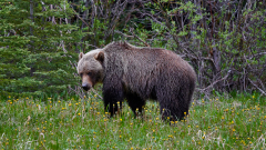 8508501-Grizzly-Bear-eating-dandelions