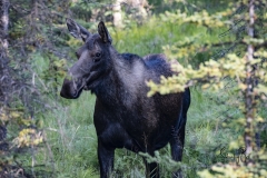 Cow-Moose-2