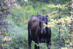 Cow-Moose