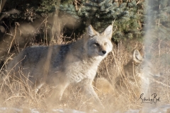 Coyotes-in-Carburn-Park