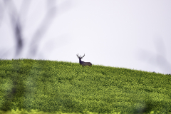 D750064-Bull-Elk-in-a-canola-field