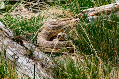 D850336-Rattler-in-the-grass