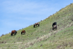 D8504106-Wild-Horses-grazing-on-a-mountain-slope_