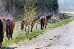 D8504181-Wild-Horse-near-YaHaTinda-on-Nordeg-Road