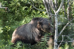 Grizzly-bear-in-Kananaskis eating berries