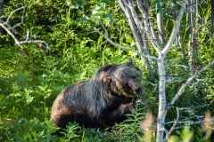 Grizzly-bear-in-Kananaskis-7