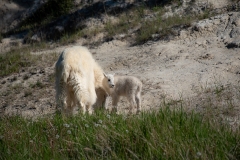Mountain-Goat-baby