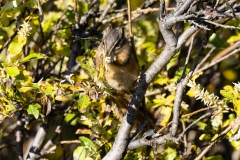 Red-Tailed-Chipmunk-Eating-2
