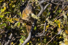 Red-Tailed-Chipmunk-Eating