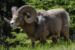 Rocky-Mountain-Big-Horn-Ram