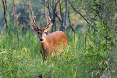 Whitetail-Buck-in-Carburn-Park-4