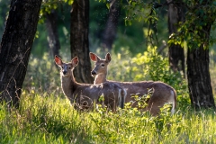 Whitetail-Deer_