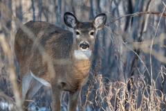Whitetail-Doe